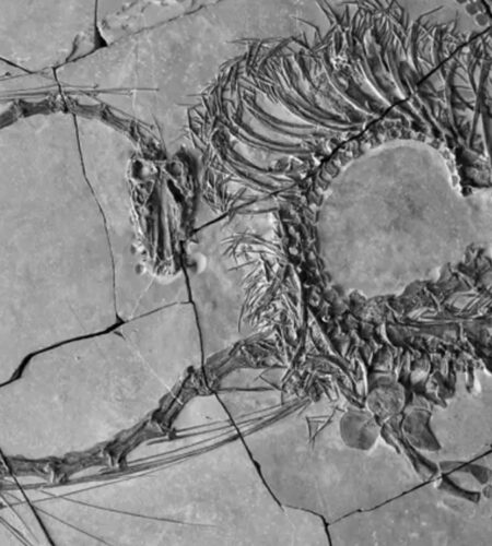 Complete fossil found